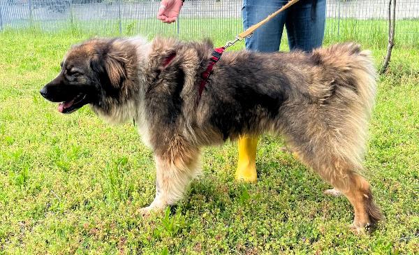 PRUGNA BELLISSIMA CAGNOLONA Foto 9